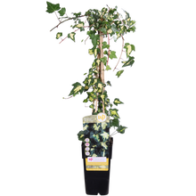 Hedera helix 'Goldheart' - Ø15cm - ↕65cm
