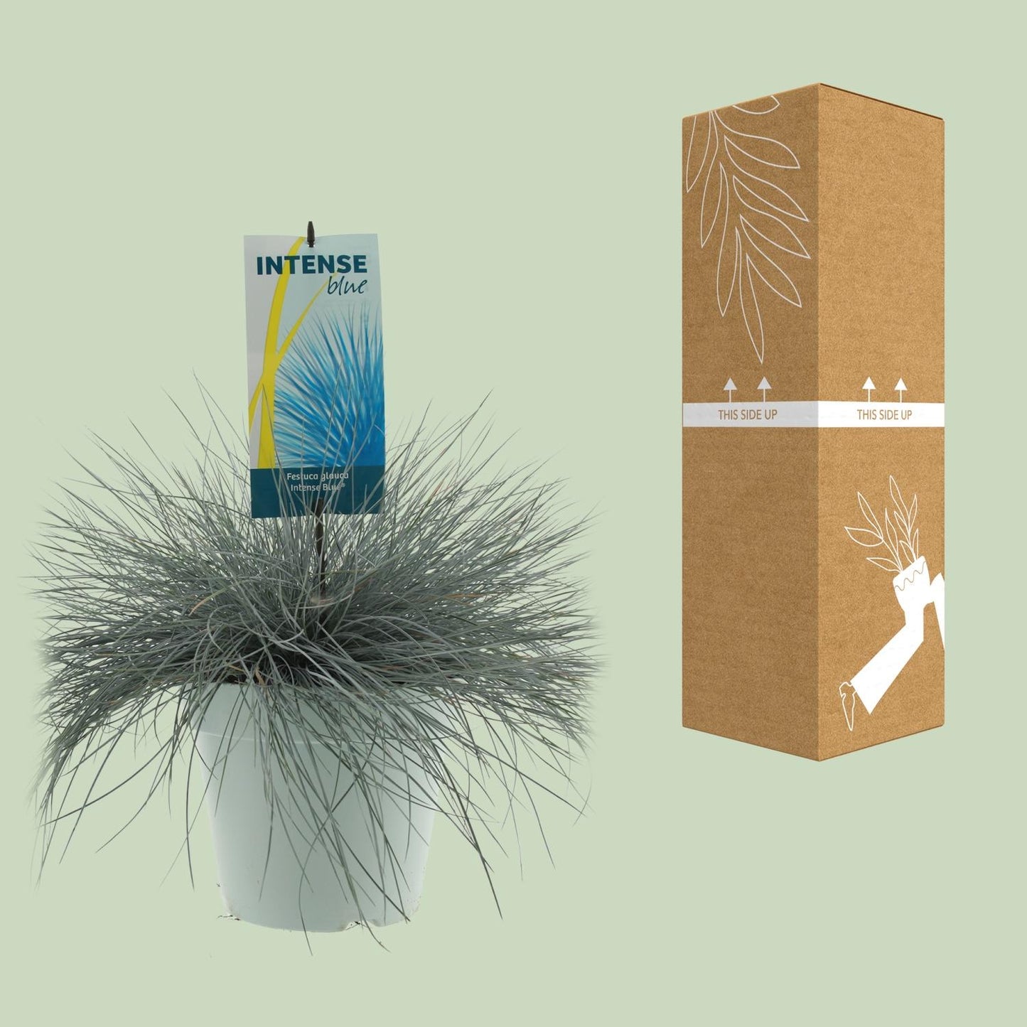 Festuca Glauca Intenzivno plava - Ø23cm - ↕50cm