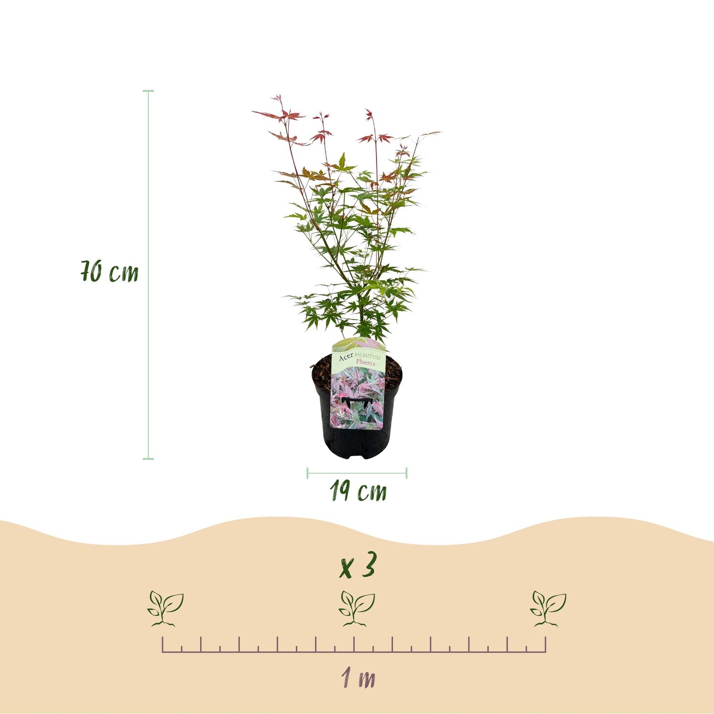 Green boutiQ - Terrasplant - Japanse Esdoorn - Acer palmatum Phoenix - Roze - 1 Plant - Bladverliezend - Pot 19cm Hoogte 70cm
