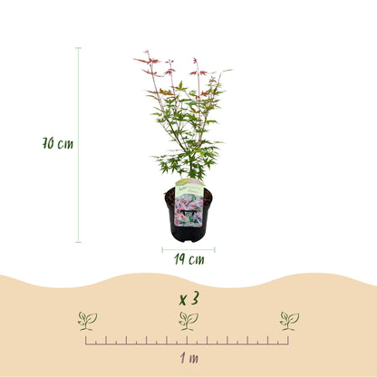 Green boutiQ - Terrasplant - Japanse Esdoorn - Acer palmatum Phoenix - Roze - 1 Plant - Bladverliezend - Pot 19cm Hoogte 70cm