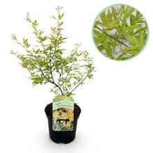 Green boutiQ - Terrasplant - Japanse Esdoorn - Acer palmatum Methamorphosa - Groen - 1 Plant - Bladverliezend - Pot 19cm Hoogte 70cm