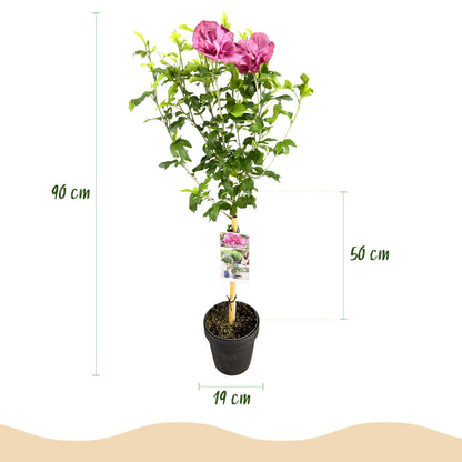 Green boutiQ - Tuinplant - Hibiscus syriacus Magenta Chiffon® - Plant op stam - Terras Plant - Bladverliezend - Weinig Onderhoud - Pot 19cm Hoogte 90cm