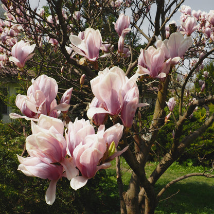Green boutiQ - Heesters -  Magnolia Soulangiana  - Bloemen Licht Roze - 1 Plant - Bladverliezend - Weinig Onderhoud - Pot 17cm Hoogte 45cm