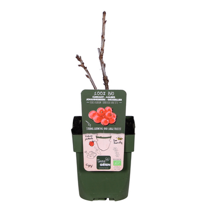 Ribes rubrum 'Jonkheer van Tets' - Ø13cm - ↕45cm
