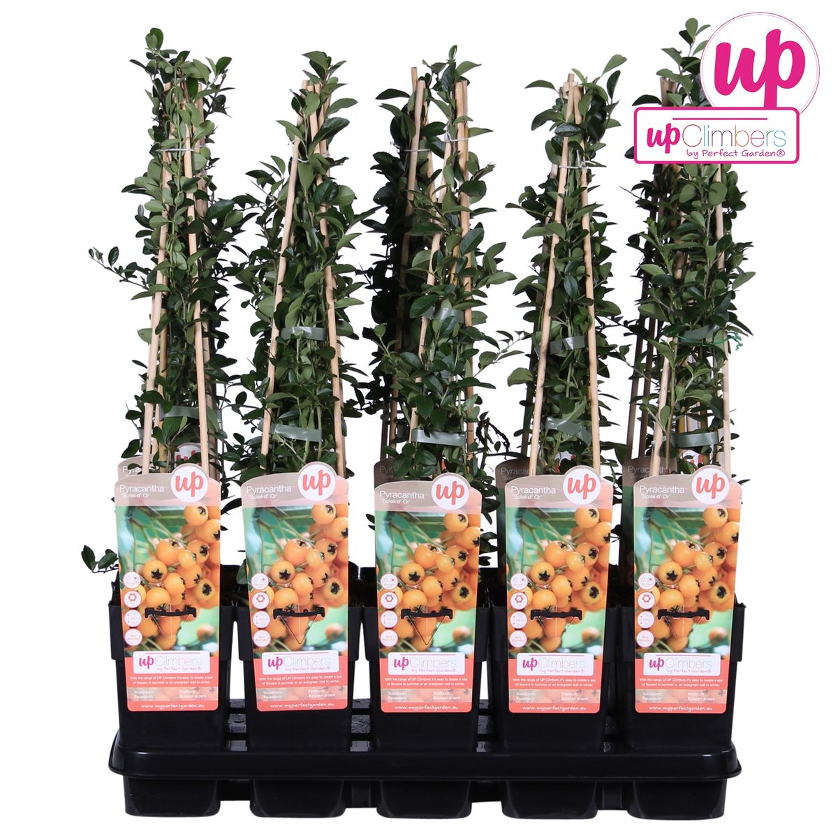 Pyracantha 'Soleil dOr' - Ø15cm - ↕65cm