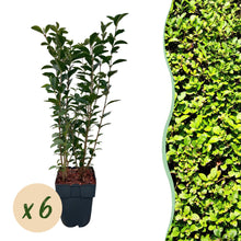 Green boutiQ - Haagplanten - Ligustrum ovalifolium -  blad groen - 6 planten - 1 strekkende meter - groenblijvend - pot 17cm hoogte 55cm