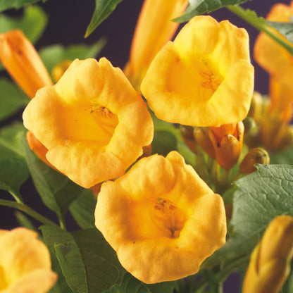 Green boutiQ - Trompetbloem - Campsis radicans Flave - Bloem Geel - Weinig onderhoud - 2 planten - Pot 11cm Hoogte 40cm