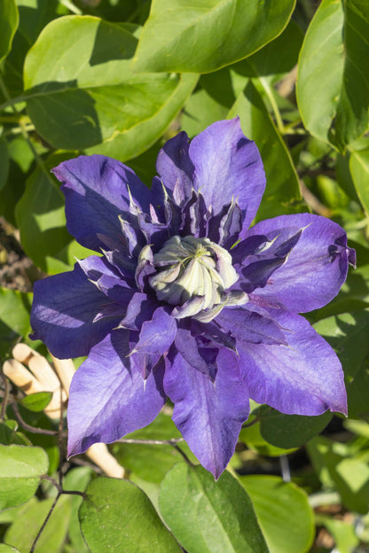 4x - Clematis višebojni plavi - ↨65cm - Ø15