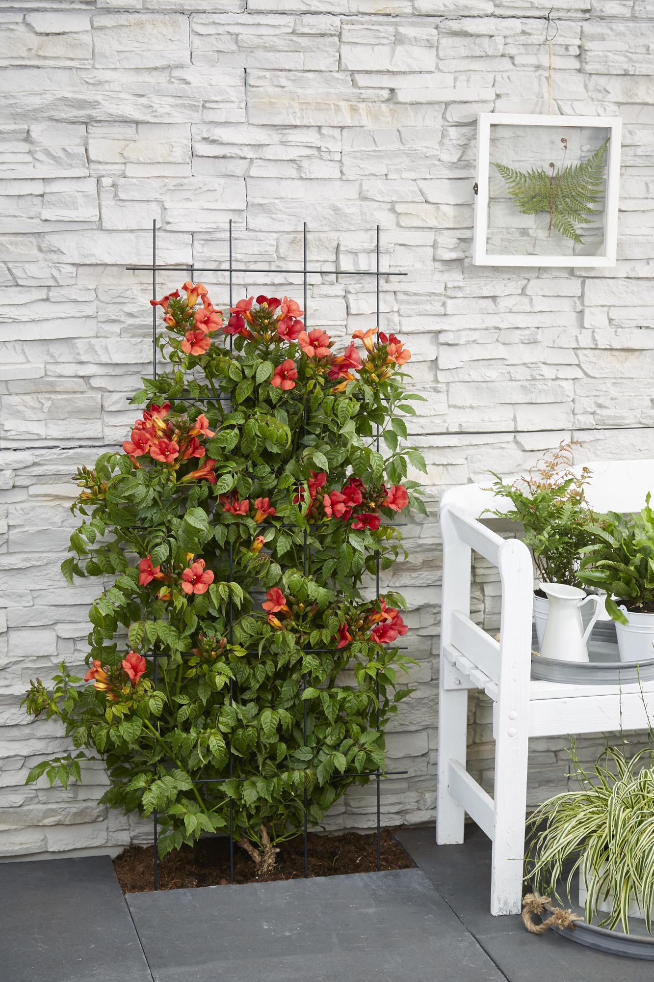 2x - Campsis Summer Jazz 'Vatrena truba' - ↨65cm - Ø15