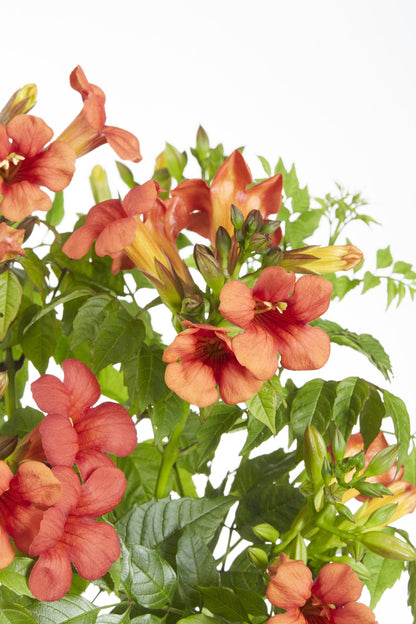 2x - Campsis Summer Jazz 'Vatrena truba' - ↨65cm - Ø15