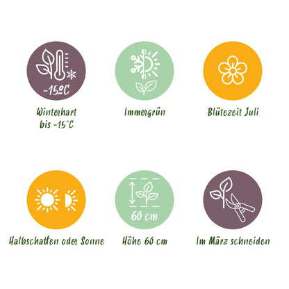 Green boutiQ - Siergrassen - Carex comans Frosted Curls - Groen - 4 Planten - Bladhoudend - Weinig Onderhoud - Pot 17cm Hoogte 50cm