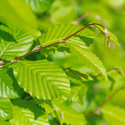 Green boutiQ - Haagplanten - Carpinus betulus -  blad groen - 6 planten - 1 strekkende meter - bladverliezend - pot 17cm hoogte 55cm
