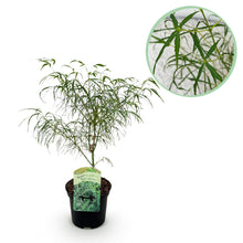 Green boutiQ - Terrasplant - Japanse Esdoorn - Acer palmatum Koto-no-ito - Groen - 1 Plant - Bladverliezend - Pot 19cm Hoogte 70cm