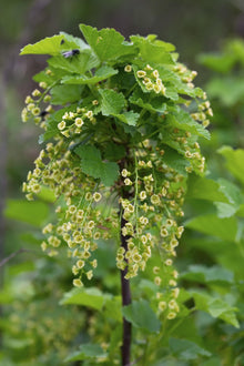 Ribes rubrum 'Jonkheer van Tets' - Ø13cm - ↕45cm