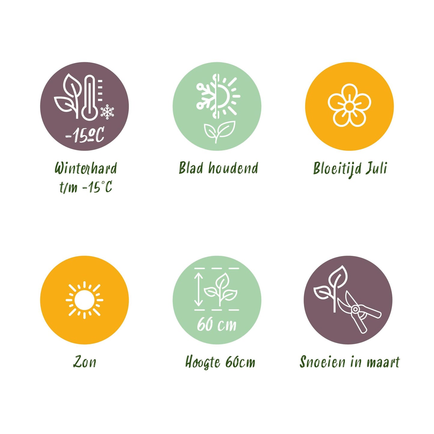 Green boutiQ - Siergrassen - Uncinia rubra Everflame  - Rood - 2 Planten - Bladhoudend - Weinig Onderhoud - Pot 17cm Hoogte 50cm