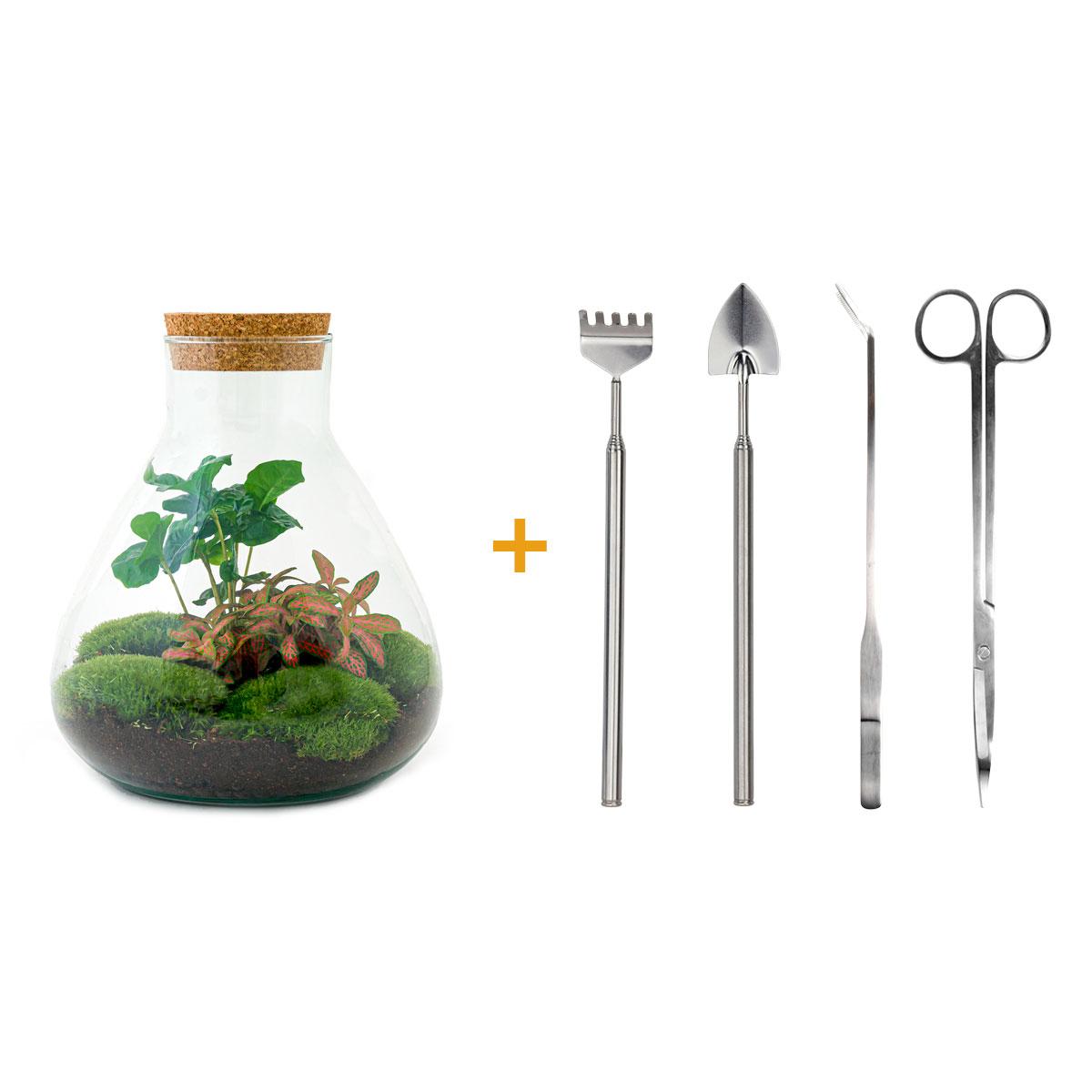 DIY terrarium - Sammie Coffea Red - Ø 22,5 cm ↑ 27 cm - Normal