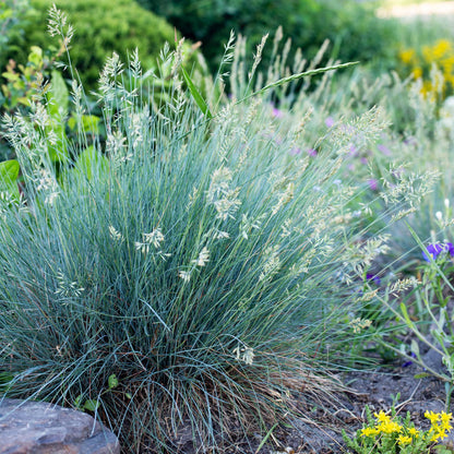 Green boutiQ - Siergrassen - Festuca glauca Intense Blue  - Blauw - 4 Planten - Bladhoudend - Weinig Onderhoud - Pot 17cm Hoogte 50cm