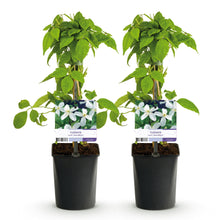 Green boutiQ - Klimplant - Clematis montana Grandiflora - Bloem Wit - Vroegbloeiend - Weinig onderhoud -2 planten -  Pot 11cm Hoogte 40cm