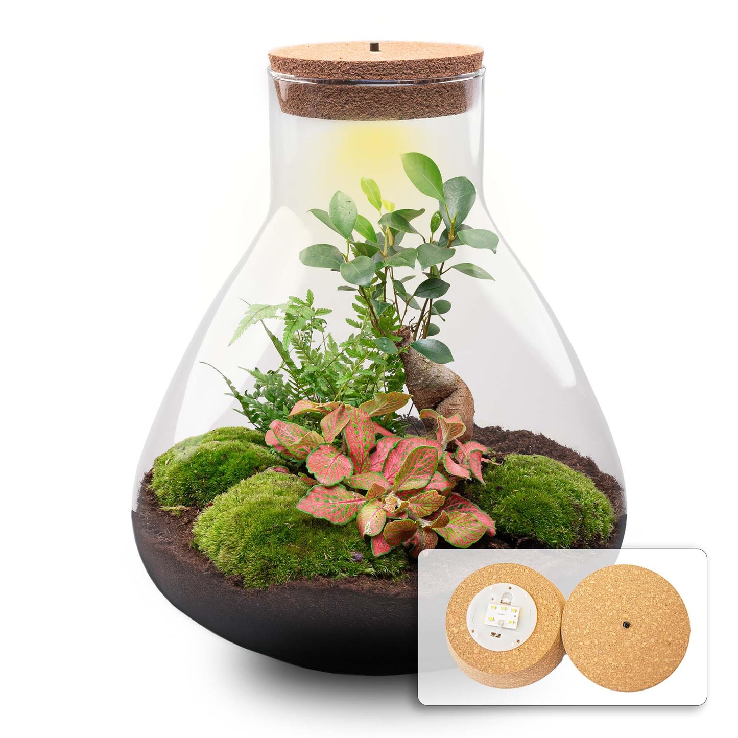 DIY planten terrarium met licht - Sam XL Bonsai - Ø 30 cm ↑ 32 cm