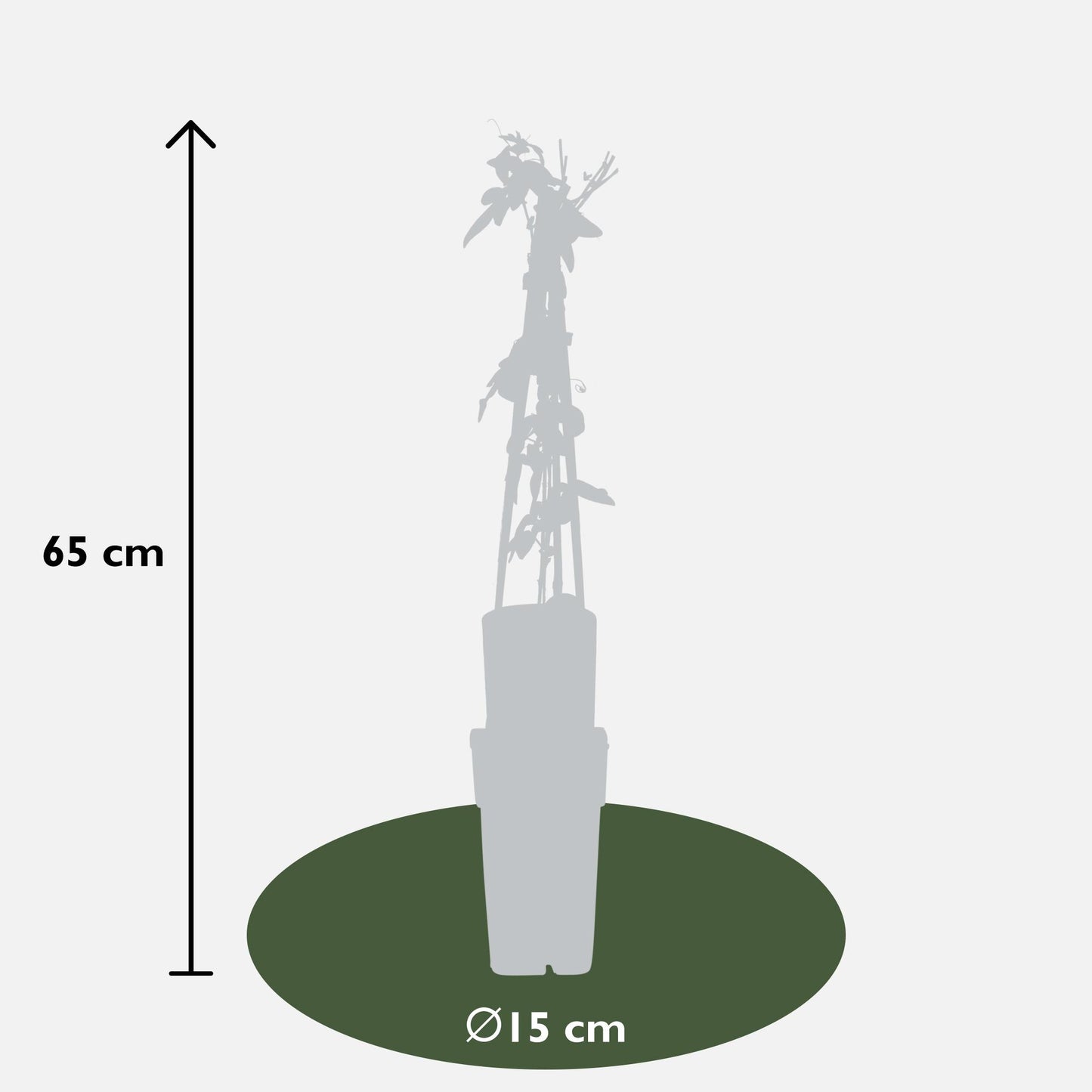 3x - Mješavina pasiflore - ↨65cm - Ø15