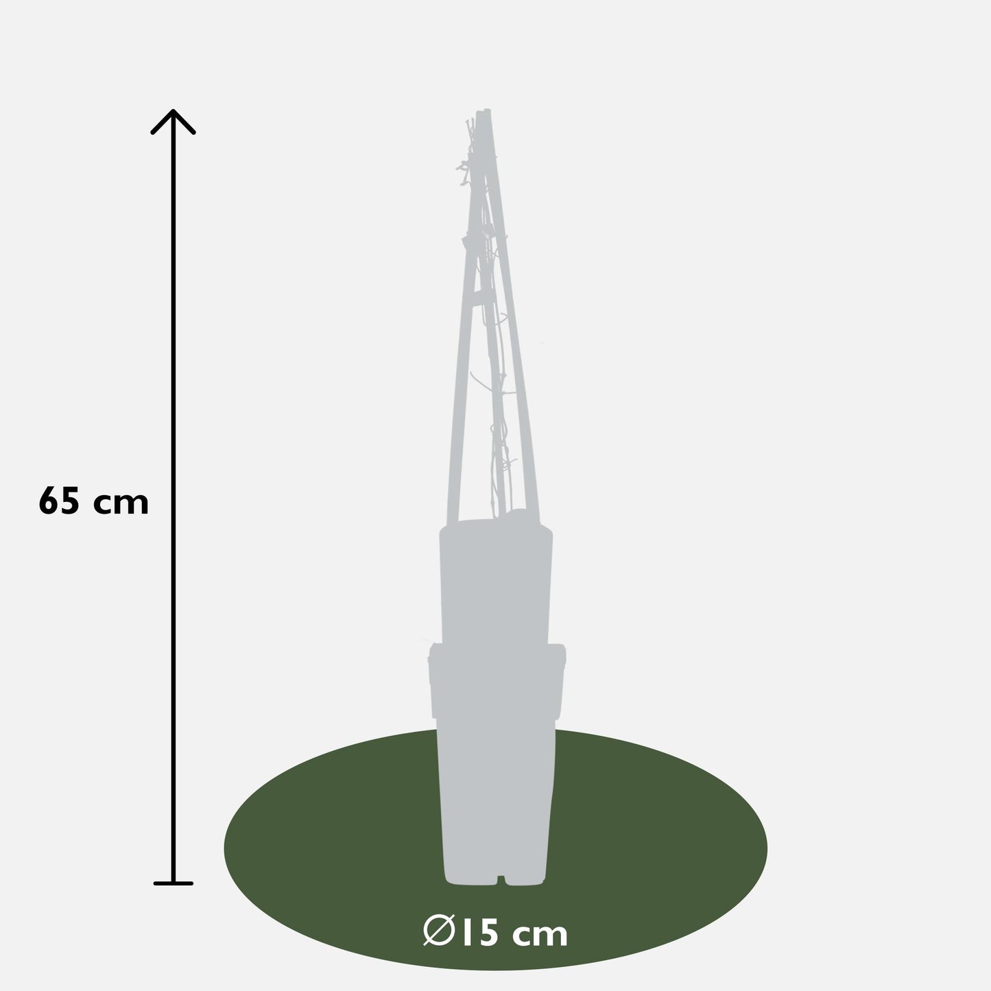 3x - Clematis višebojni plavi - ↨65cm - Ø15