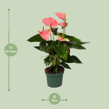 Anthurium Slatki san - Ø12cm - ↕35cm