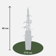 4x - Clematis Montana 'Grandiflora' - ↨65cm - Ø15