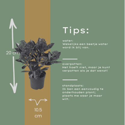 Set od 3 Skimmia 'Rubella' – Ø10,5 cm – ↨ 20-25 cm