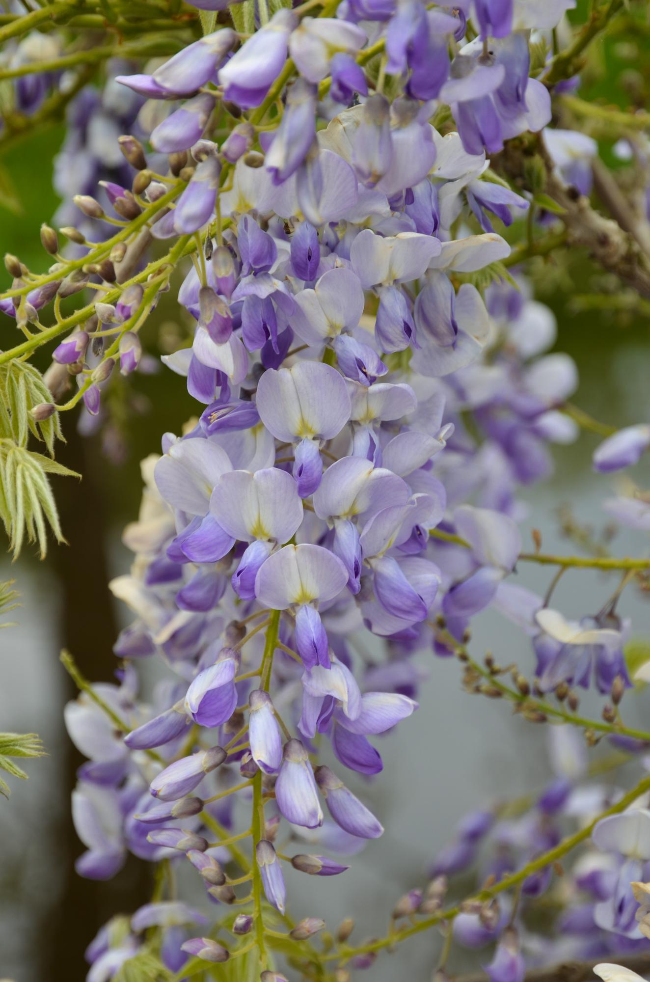 Wisteria sinensis Caroline - Ljubičasta kiša - Ø15cm - ↕65cm