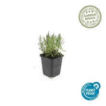 60x Lavandula ang. 'Munstead' - ↕10-25cm - Ø9cm