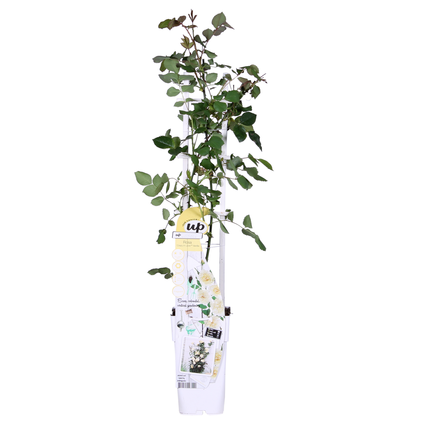 Rosa Crazy in love 'Vanilla' - Kremasta ruža - Ø15cm - ↕65cm