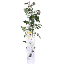 Rosa Crazy in love 'Vanilla' - Kremasta ruža - Ø15cm - ↕65cm