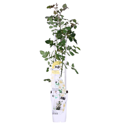 Rosa Crazy in love 'Vanilla' - Kremasta ruža - Ø15cm - ↕65cm