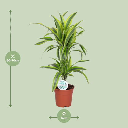 Dracaena limun-limeta - Ø17cm - ↕65cm