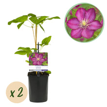 Green boutiQ - Klimplant - Clematis Ville de Lyon - Bloem Roze - Weinig onderhoud -2 planten -  Pot 11cm Hoogte 40cm