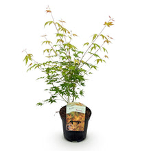 Green boutiQ - Terrasplant - Japanse Esdoorn - Acer palmatum Katsura - Oranje - 1 Plant - Bladverliezend - Pot 19cm Hoogte 70cm