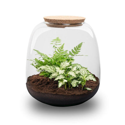 Biljni terarij – Emma Mini – DIY komplet – visina 20 cm – Ø 19 cm – Fittonia White Tiger
