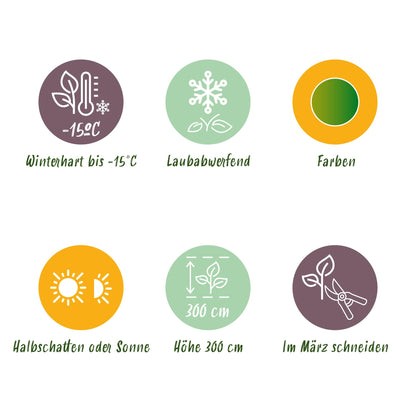 Green boutiQ - Terrasplant - Japanse Esdoorn - Acer palmatum Koto-no-ito - Groen - 1 Plant - Bladverliezend - Pot 19cm Hoogte 70cm