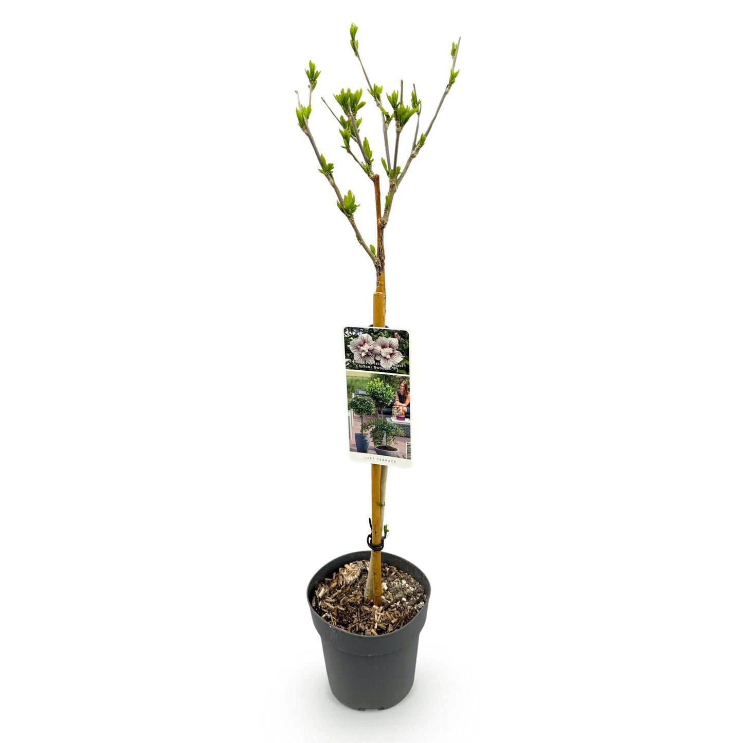 Green boutiQ - Tuinplant - Hibiscus syriacus Starburst Chiffon® - Plant op stam - Terras Plant - Bladverliezend - Weinig Onderhoud - Pot 19cm Hoogte 90cm