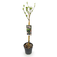 Green boutiQ - Tuinplant - Hibiscus syriacus Starburst Chiffon® - Plant op stam - Terras Plant - Bladverliezend - Weinig Onderhoud - Pot 19cm Hoogte 90cm