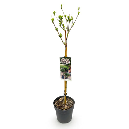 Green boutiQ - Tuinplant - Hibiscus syriacus Starburst Chiffon® - Plant op stam - Terras Plant - Bladverliezend - Weinig Onderhoud - Pot 19cm Hoogte 90cm