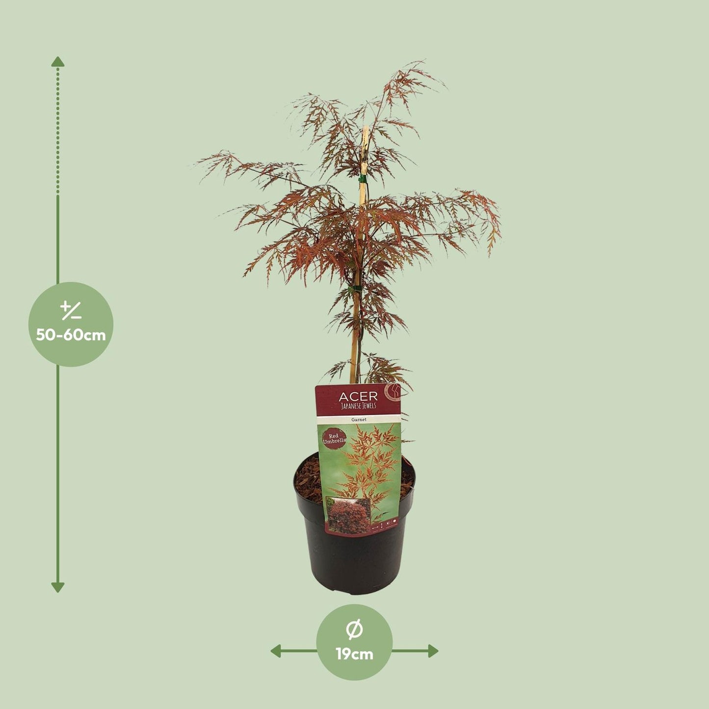 Acer palma. 'Garnet' - Ø19cm - ↕40cm