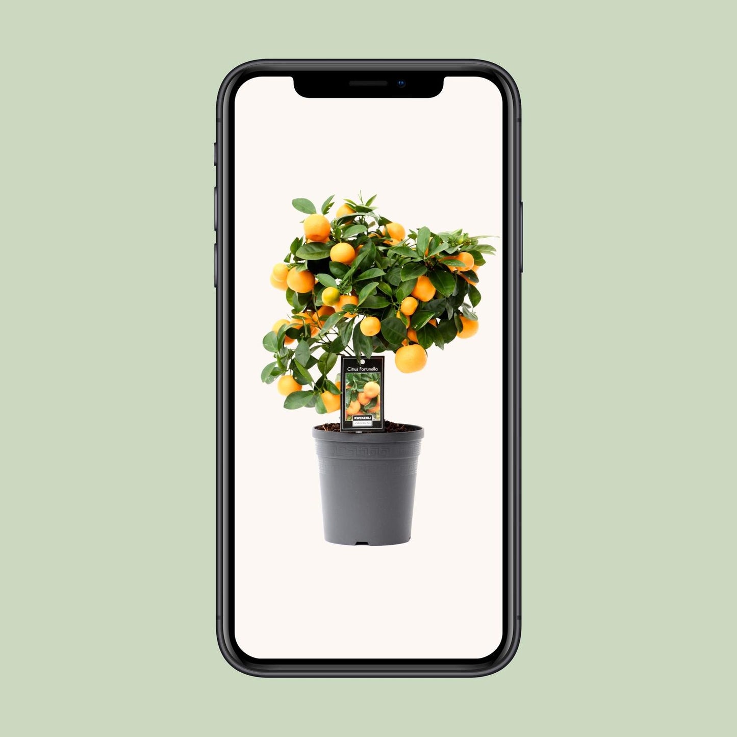 Kalamondin od citrusa - Ø15cm - ↕40cm