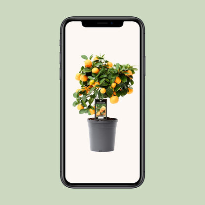 Kalamondin od citrusa - Ø15cm - ↕40cm