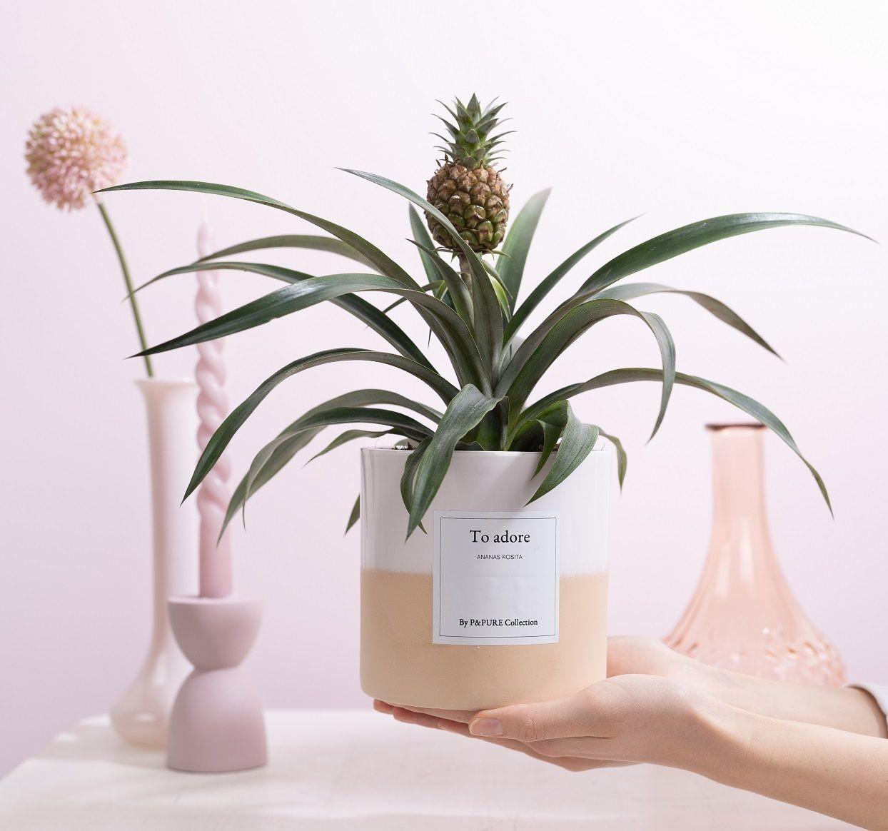 Ananas Rosita poklon "Za obožavanje" S ČESTITKOM! - Ø12cm - ↕35cm