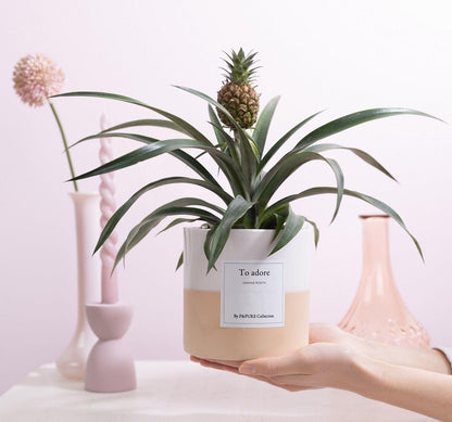 Ananas Rosita poklon "Za obožavanje" S ČESTITKOM! - Ø12cm - ↕35cm