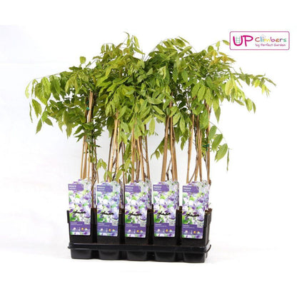 Wisteria floribunda 'Naga Noda' - Ljubičasta kiša - Ø15cm - ↕65cm