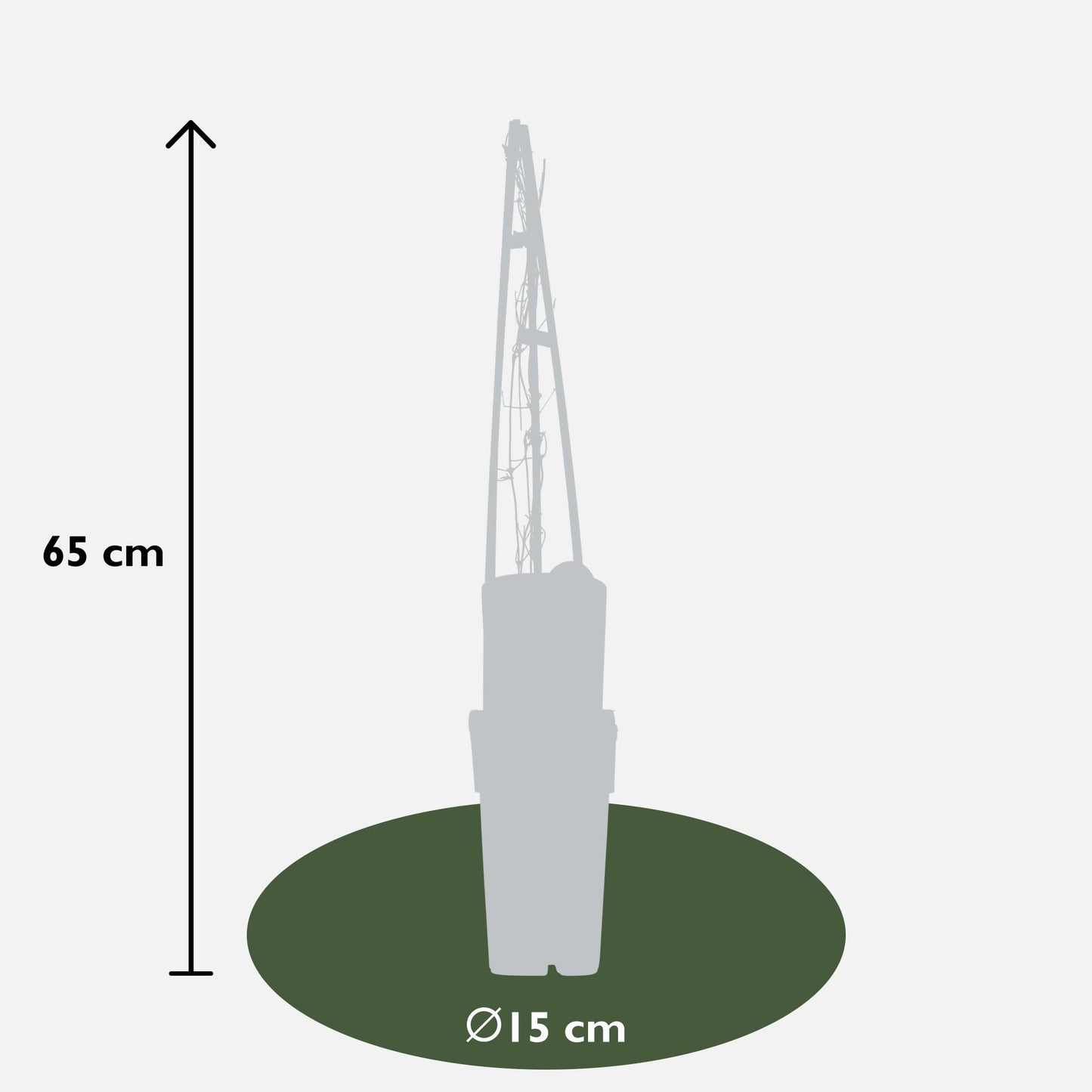 Klematis Miss Bateman - Clematis Wit - Ø15cm - ↕65cm