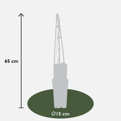 Klematis Miss Bateman - Clematis Wit - Ø15cm - ↕65cm