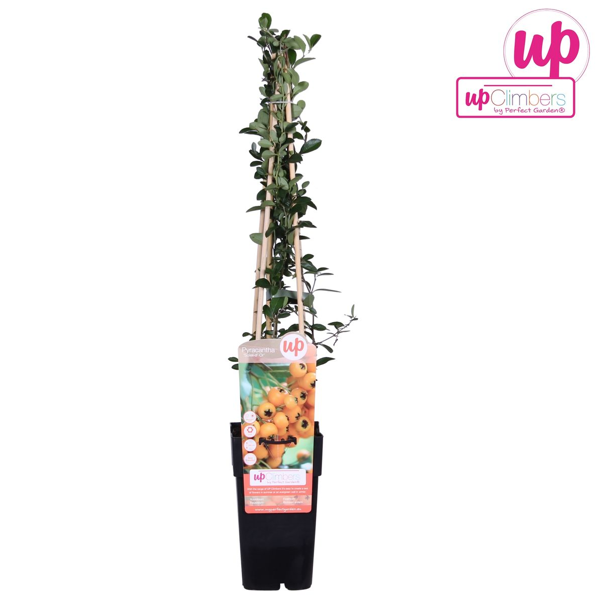 Pyracantha 'Soleil dOr' - Ø15cm - ↕65cm